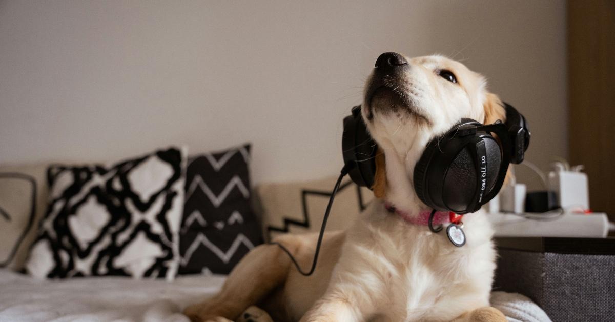 Golden retriever puppy sits on a bed with large black headphones around his ears. 