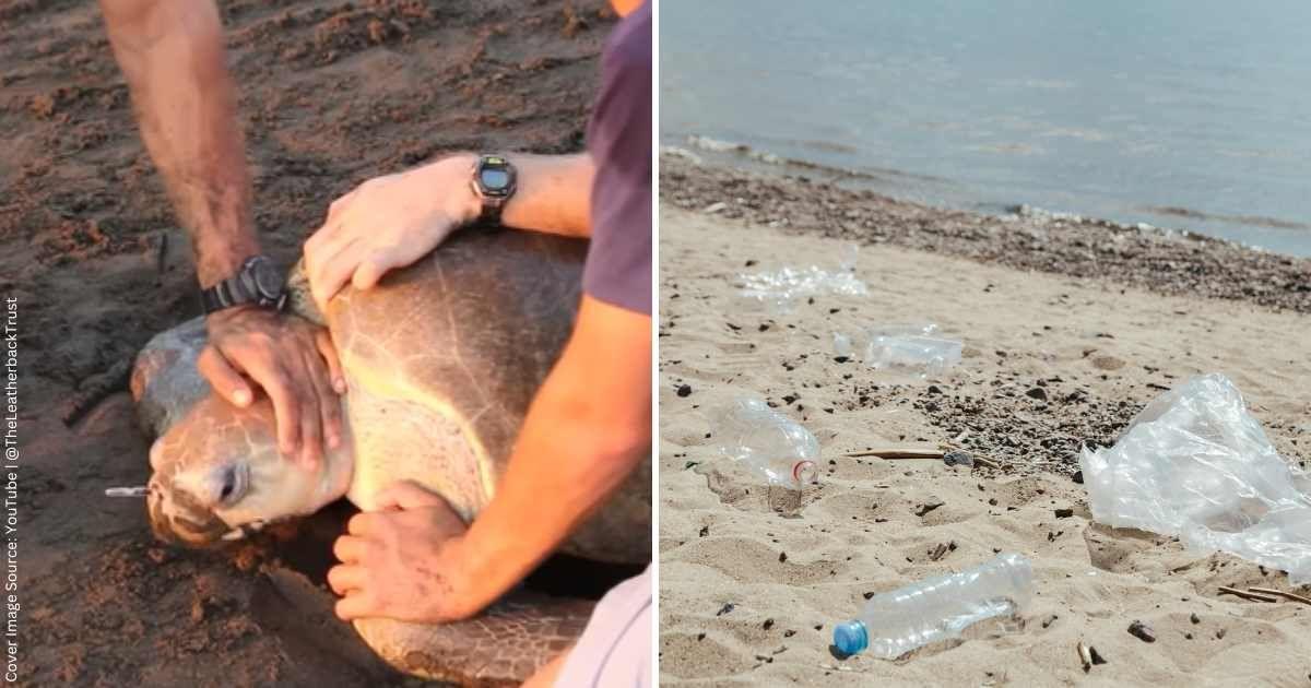 (L) A turtle held back by rescuers on the beach (Cover Image Source: YouTube | @TheLeatherbackTrust) | (R) Plastic waste on the beach. (Representative Cover Image Source: Pexels | Ron Lach)