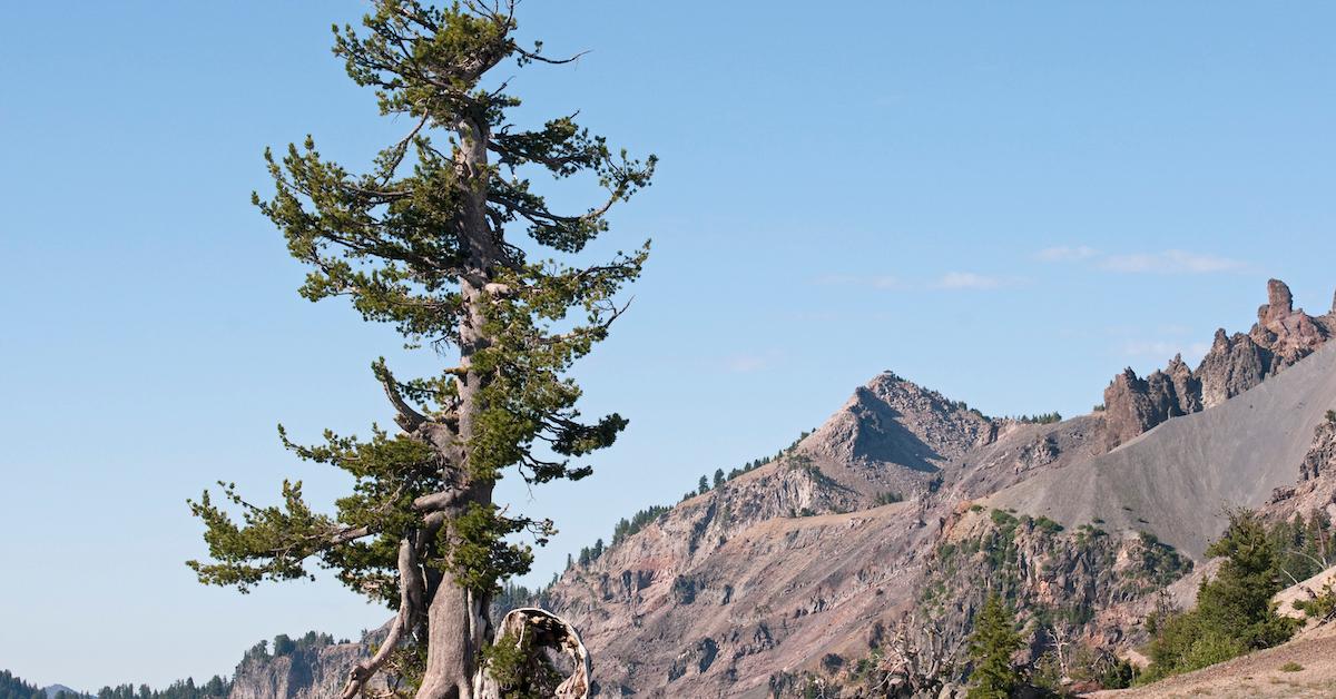 Whitebark Pine Tree Protected