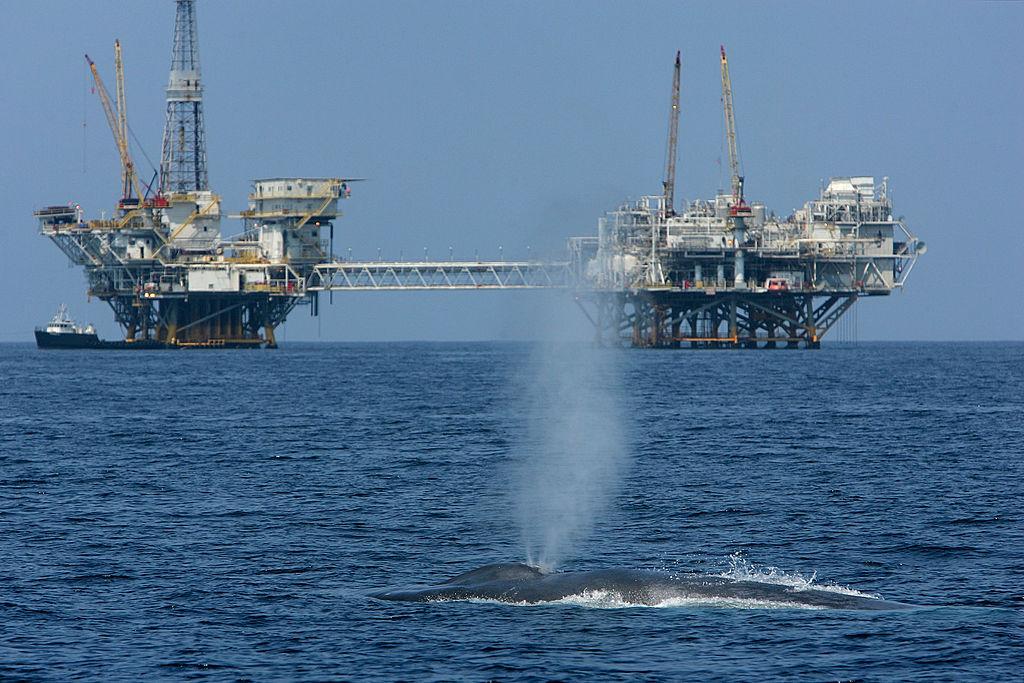 Blue Whale Next to Oil Rig