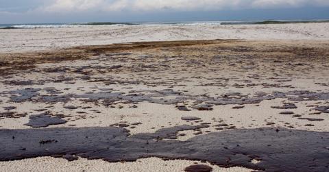 dead dolphins mauritius oil spill