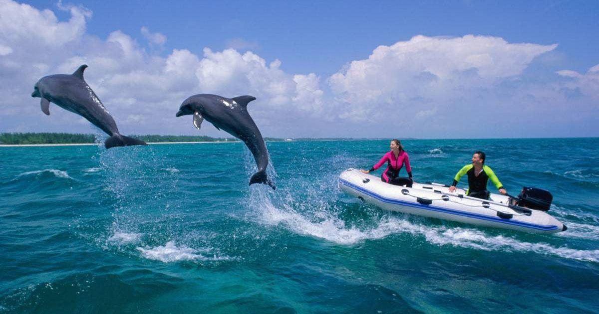 People watching dolphins. (Representative Cover Image Source: Getty Images | Stephen Frink)