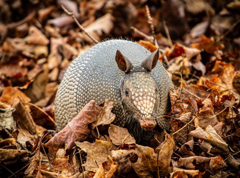 An armadillo is pictured from the front while sitting in a pile of brown leaves.