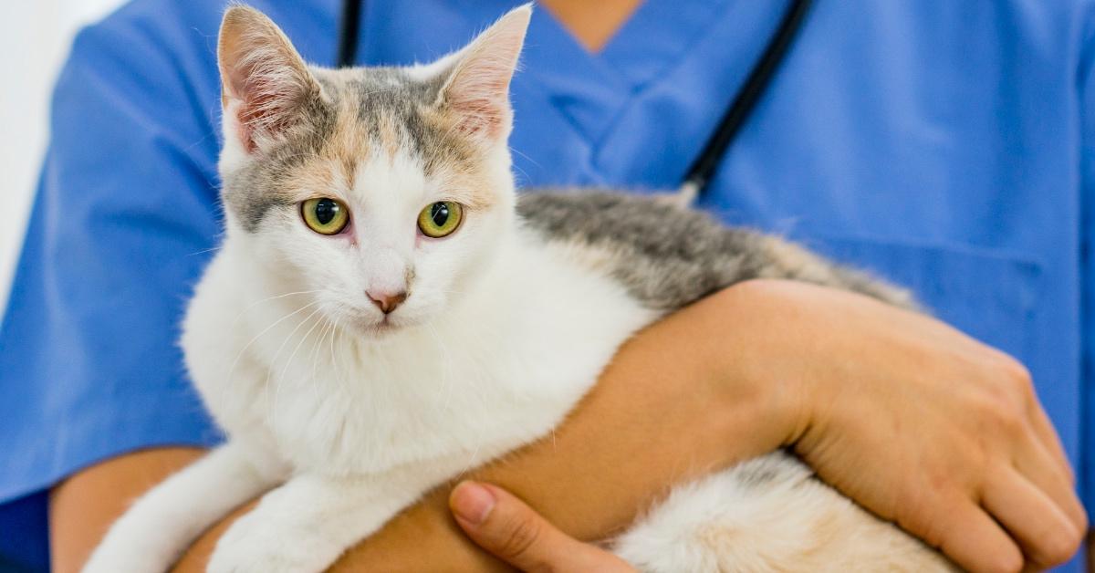 Calico cat with green eyes held by a veterinarian. 