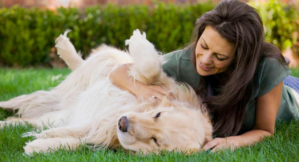 why do dogs like their belly rubbed