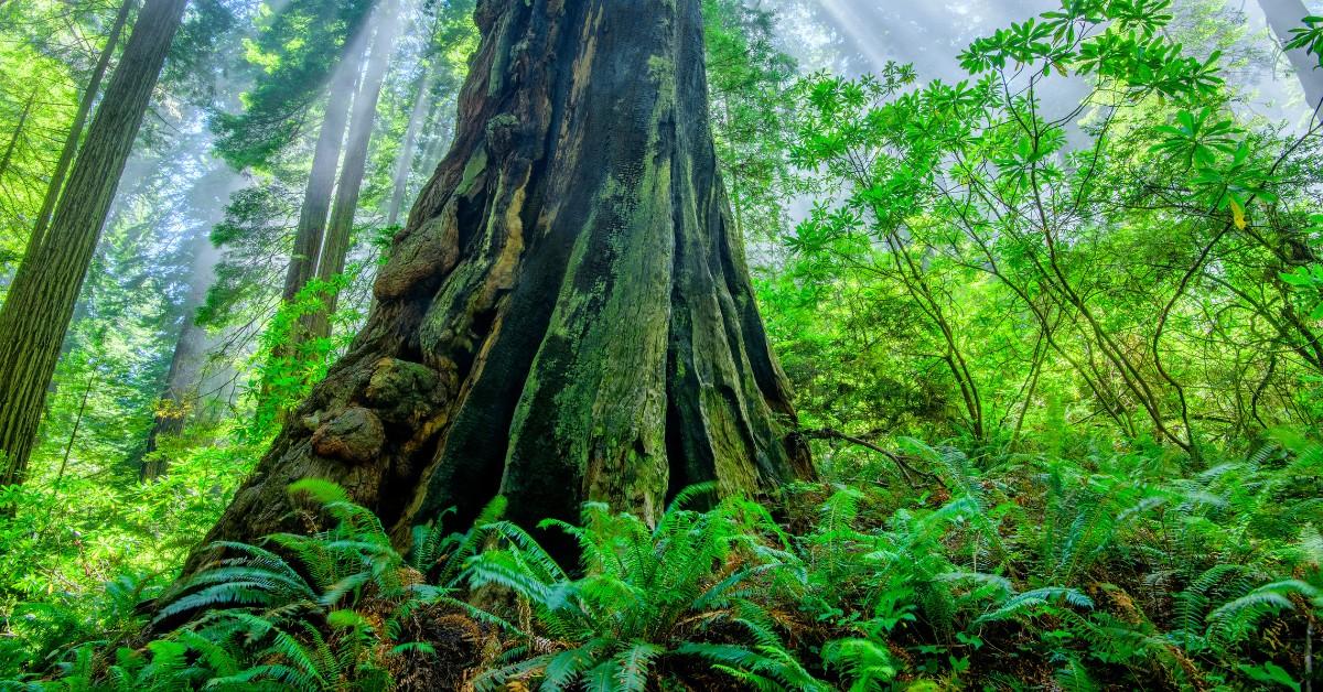 A redwood tree stands tall in the middle of lush vegetation in the Redwood National Forest in California 