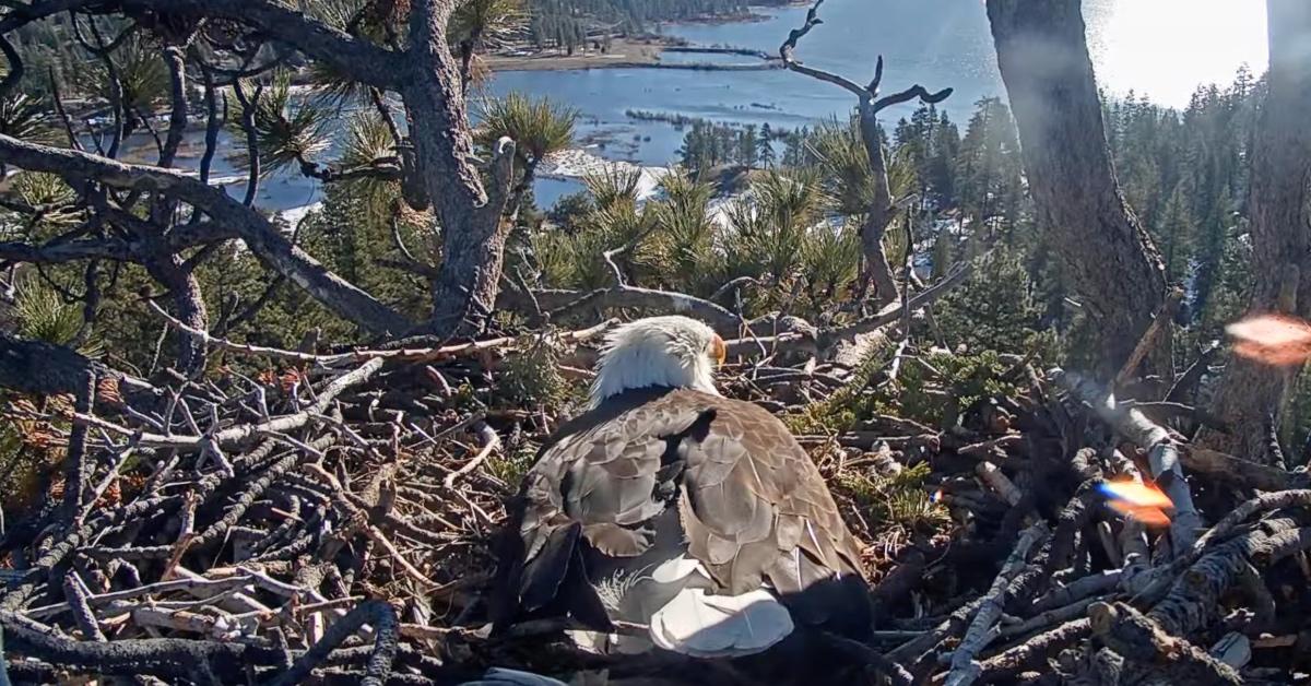 Eagle sits on a nest in a pine tree. 