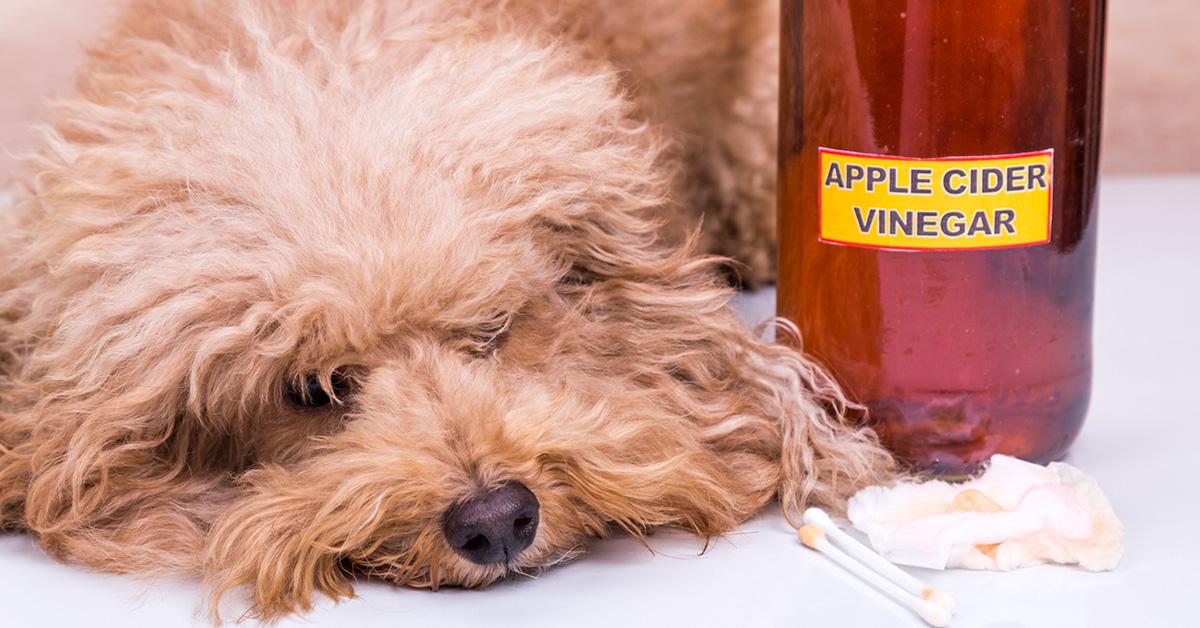 flea treatment apple cider vinegar