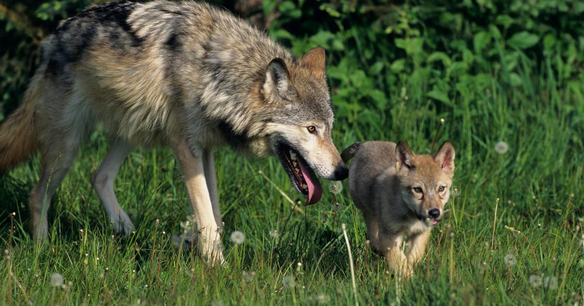 idaho wolf