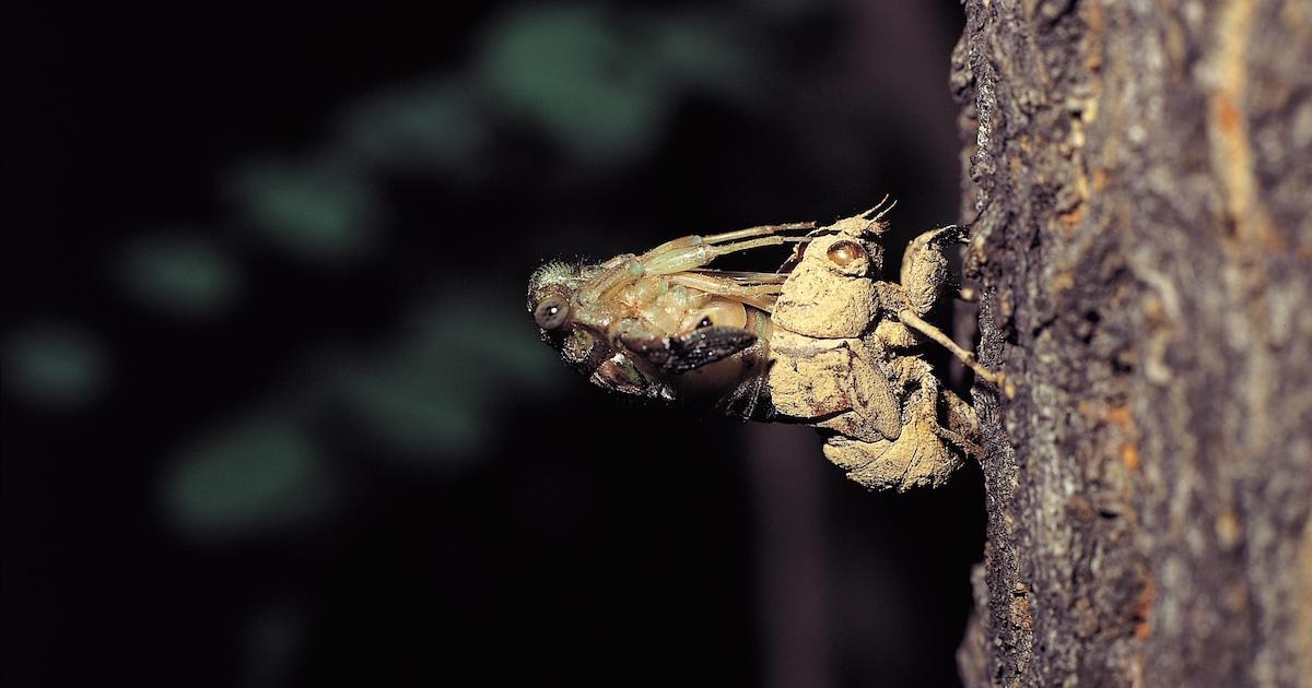 Molting cicada