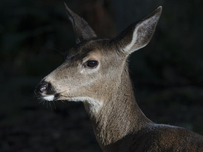 Stock photo of a side profile of a deer. 