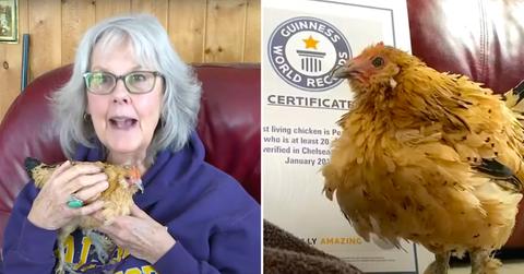 Marsi Parker Darwin holds Peanut the chicken in her arms; Peanut the chicken in front of a Guinness World Records certificate