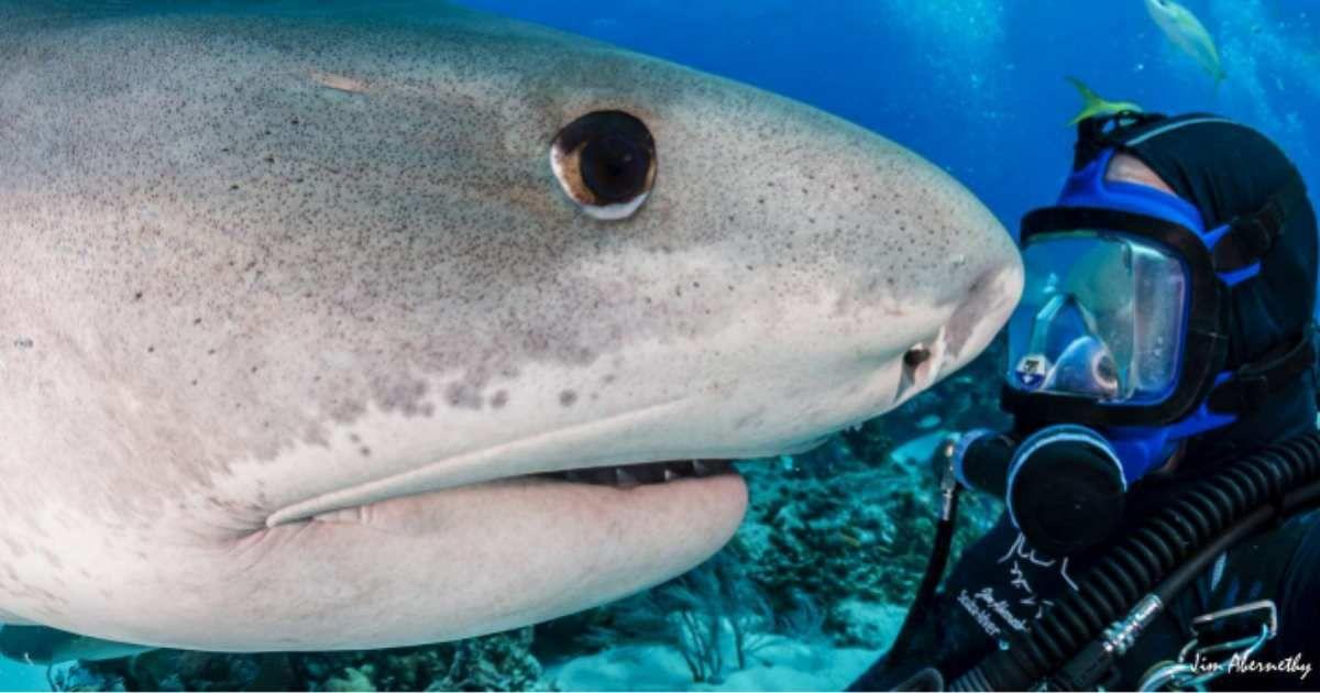 Diver spends heartwarming moments with his best friend Emma, a wild tiger shark. (Cover Image Source: Instagram | @jim_abernethy)
