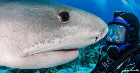 Diver spends heartwarming moments with his best friend Emma, a wild tiger shark. (Cover Image Source: Instagram | @jim_abernethy)