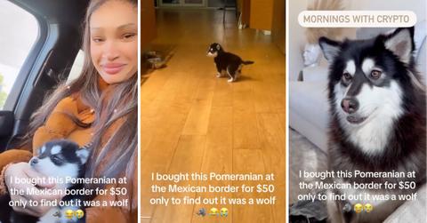 Screenshots of Amanda Hamilton's puppy.