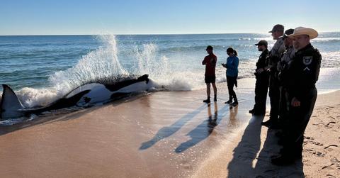 Orca Beached in Florida