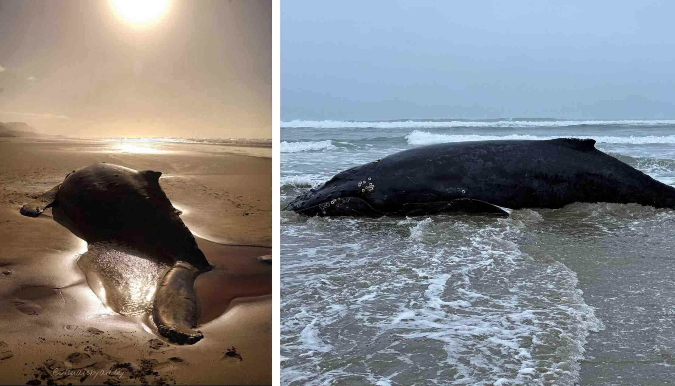 A beached humpback whale is pictured ashore.