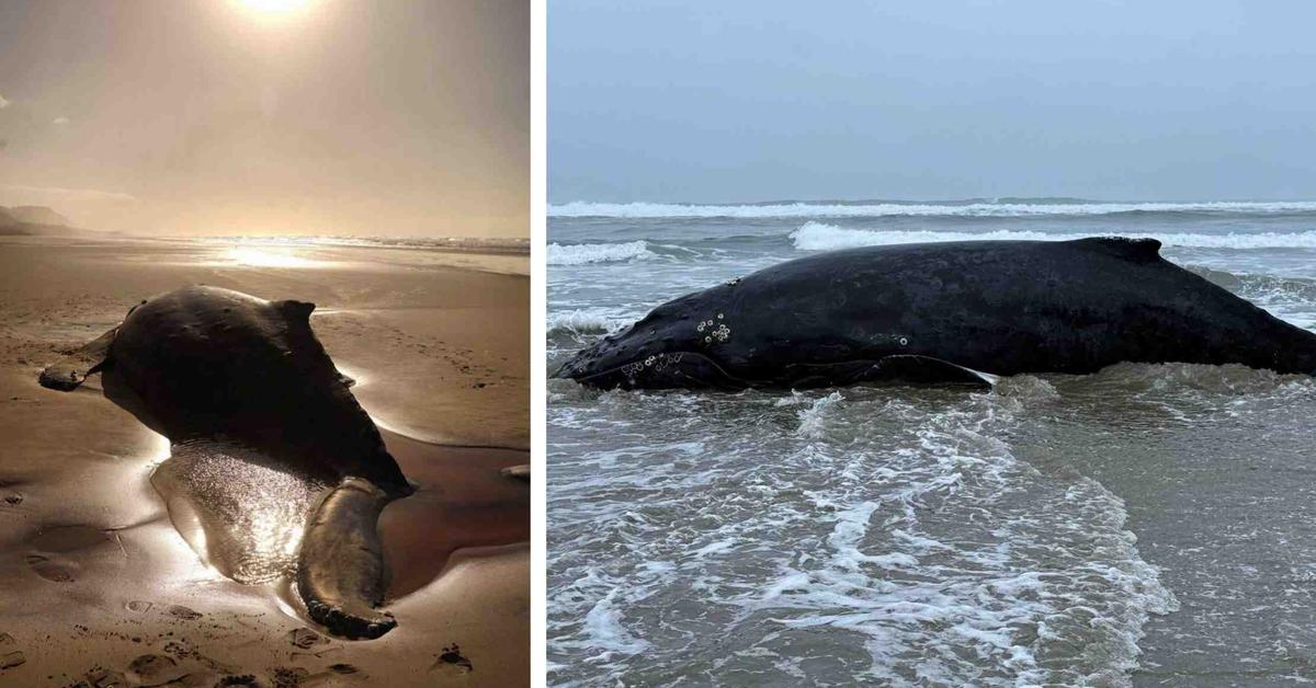 A Beached Whale off the Oregon Coast Has Been Euthanized After Being Caught in Fishing Net