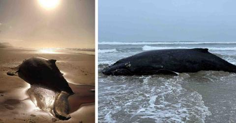 A beached humpback whale is pictured ashore.