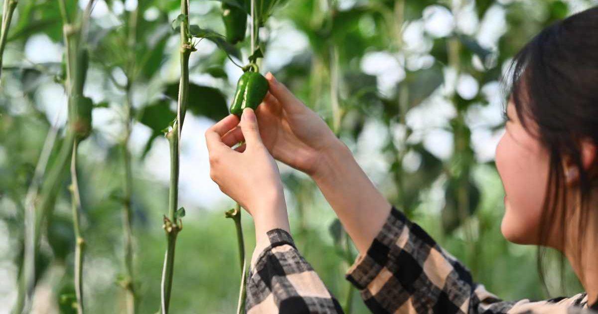 A farmer examining the quality of peppers in the farm. (Representative Cover Image Source: Getty Images |PrathanChorruangsak)