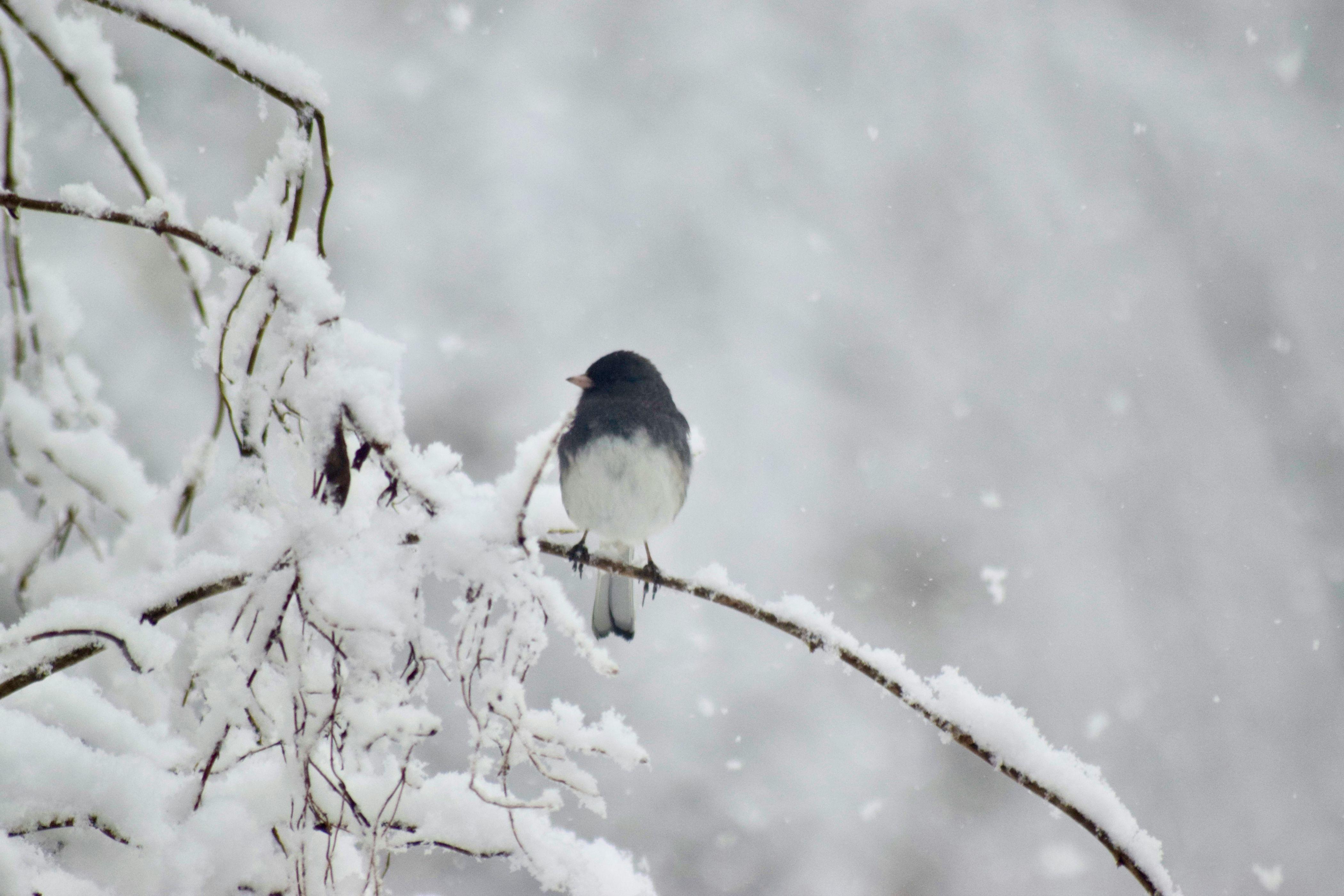 A sparrow appears perched atop a snowy branch while snow falls around him.