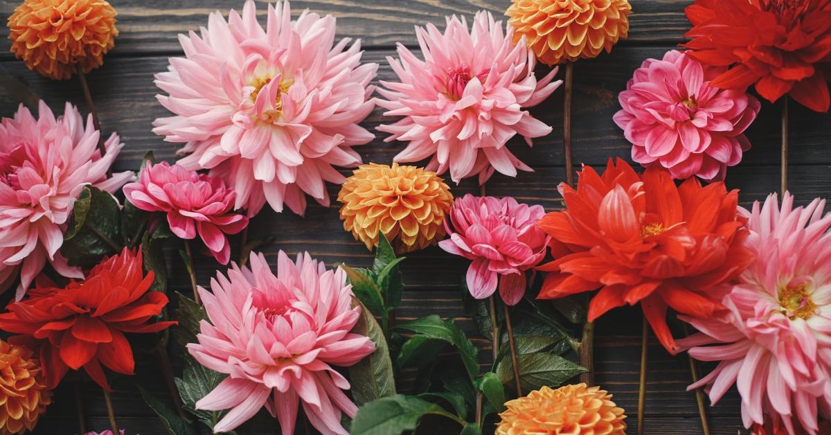 Variety of dahlia flowers. 