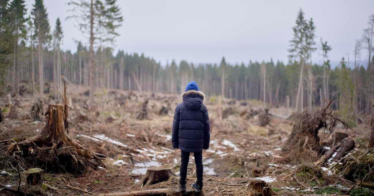 A person is watching an area affected by deforestation. (Representative Cover Image Source: Getty Images | LB Studios)
