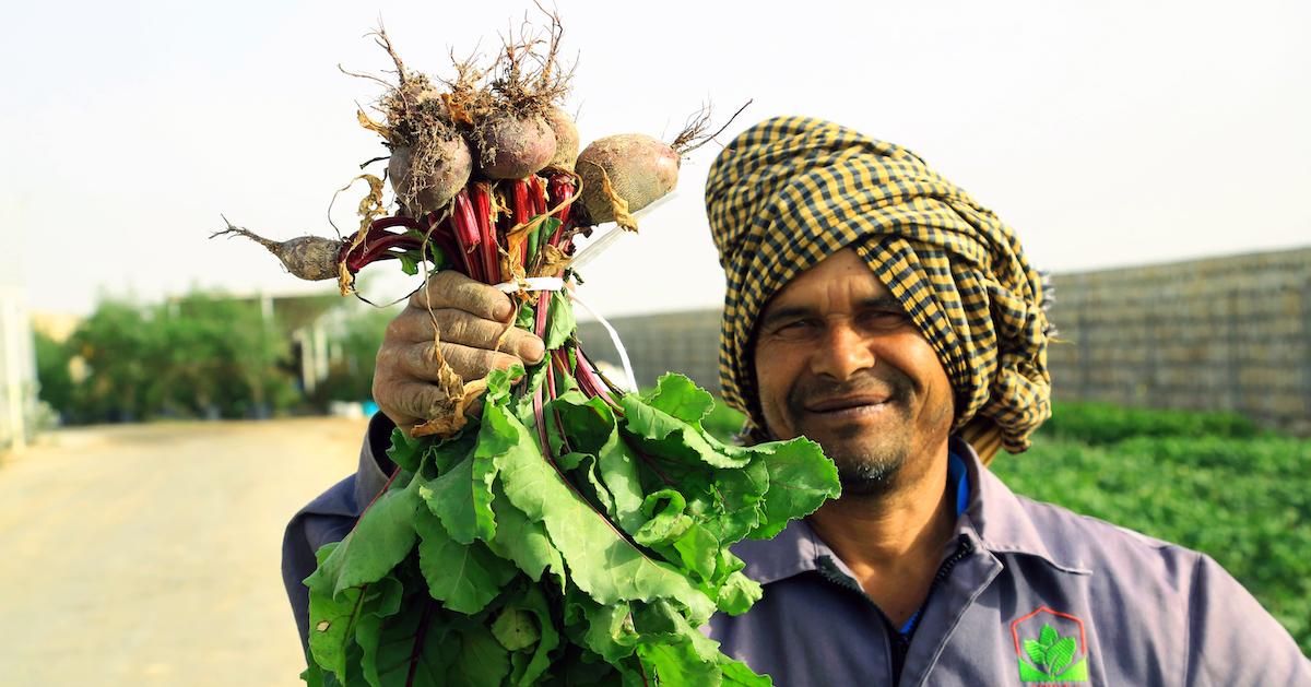 A farmer holding up a cluster of beetroot in the agricultural zone of Doha during the harvest season