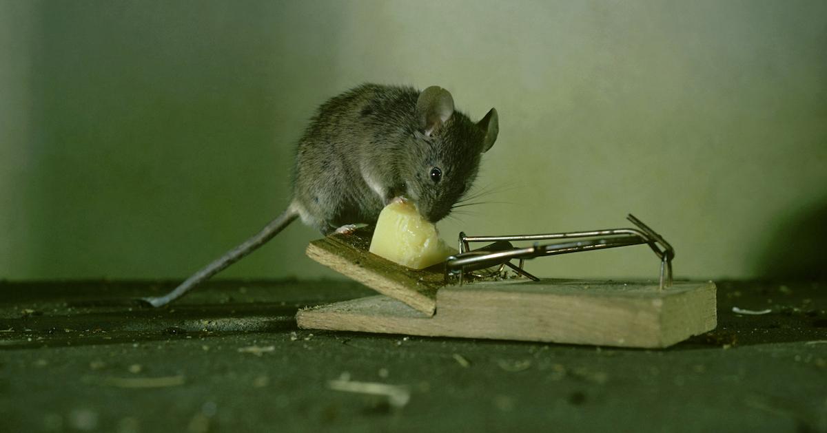 Mouse exploring trap