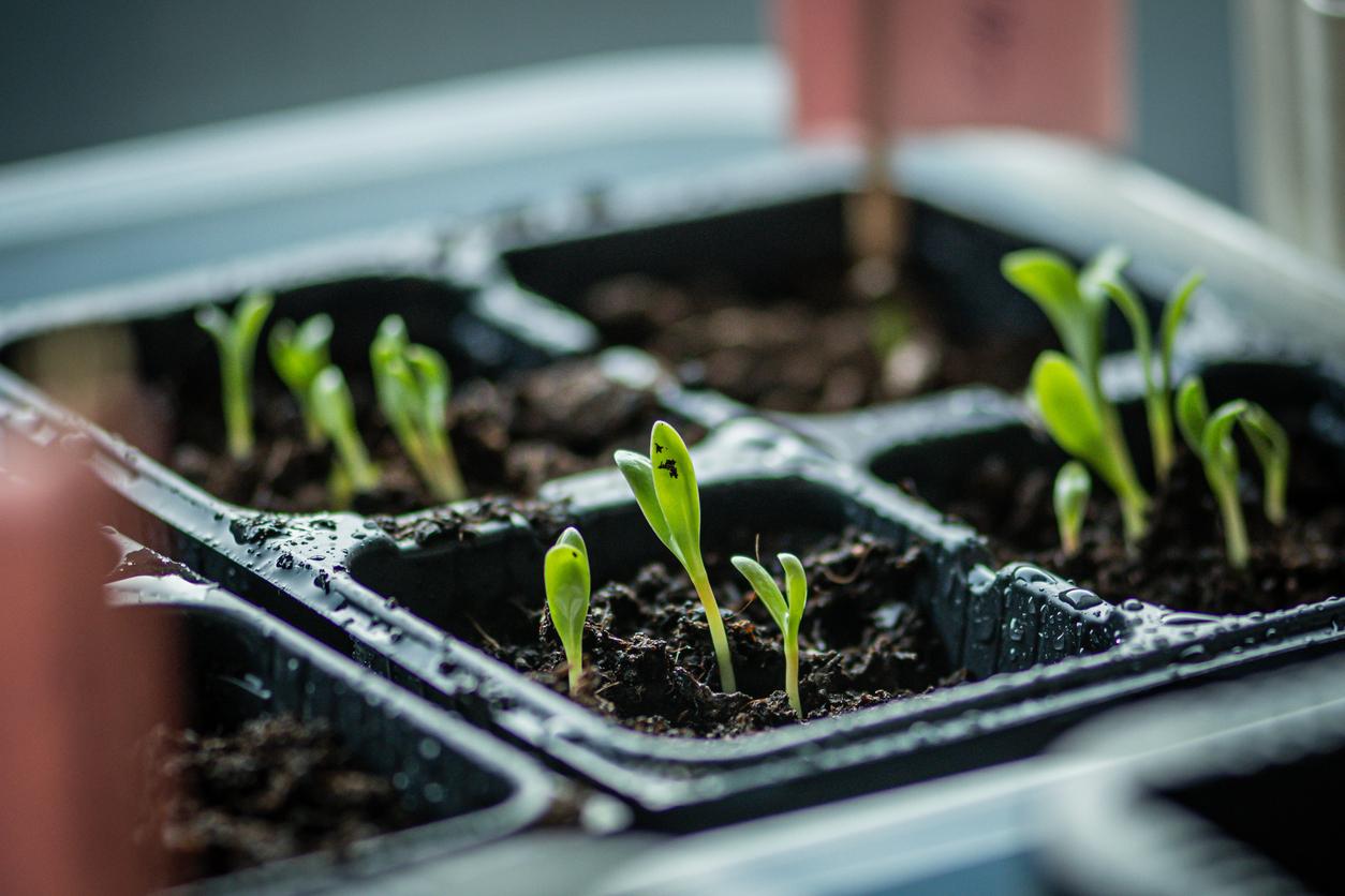 Tiny plant sprouts in container