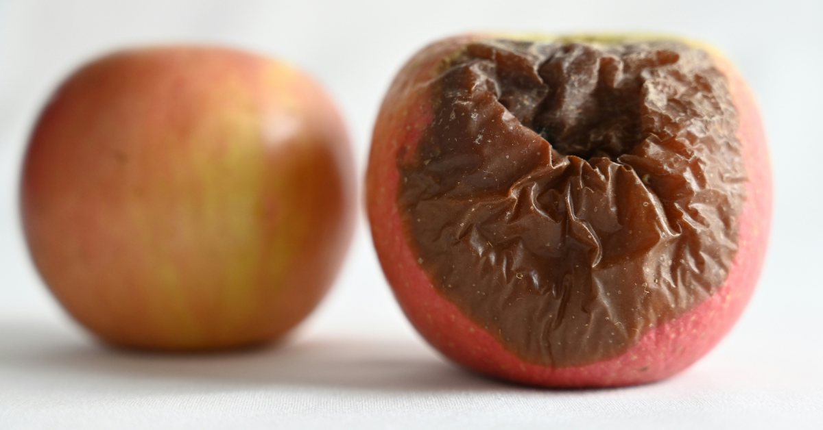 Two apples sit next to one another and one is rotten