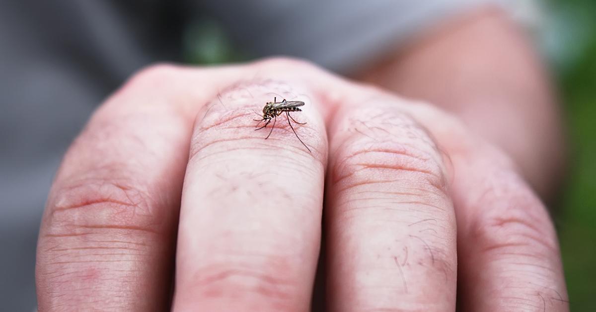 A mosquito rests on a man's hand