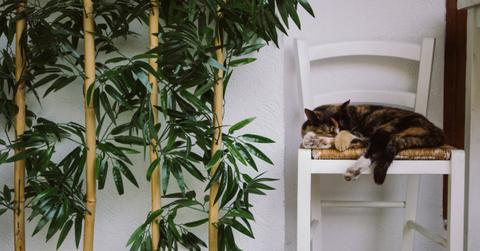 A cat laying on a chair next to bamboo.