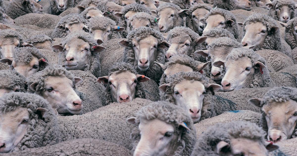 What Fabrics Are Biodegradable?