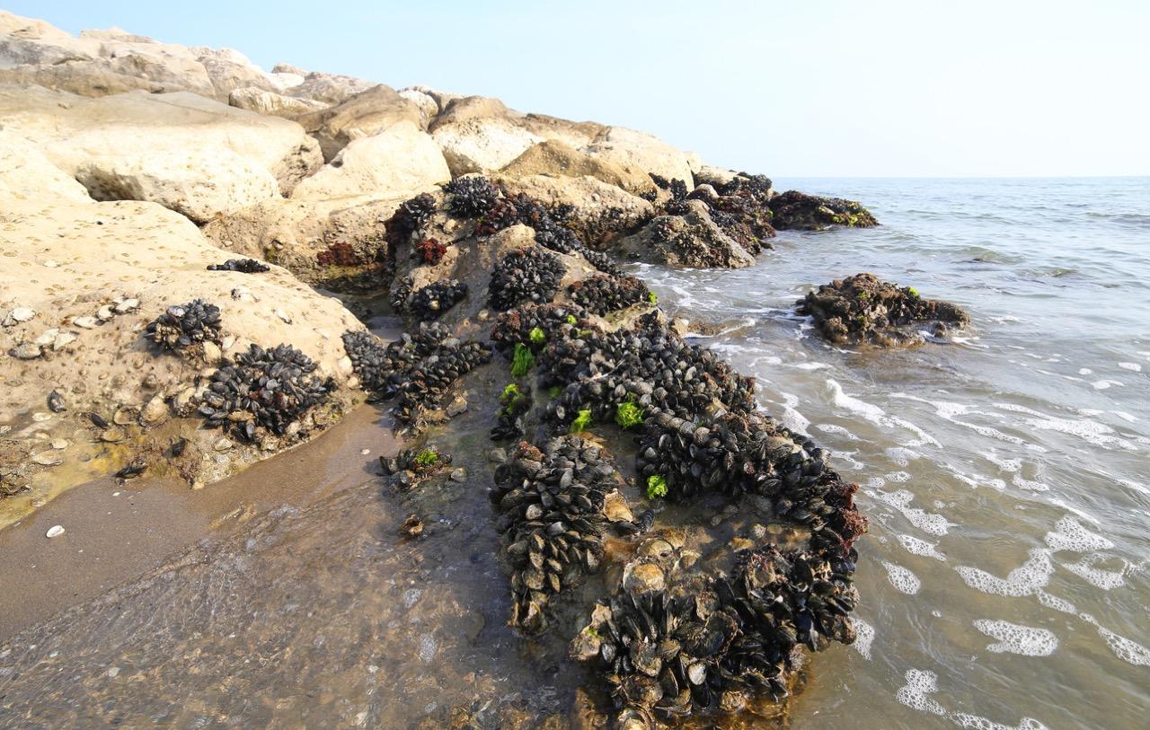 Mussels and Microplastics