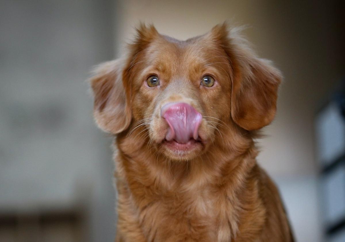 Golden-brown dog licks his nose.