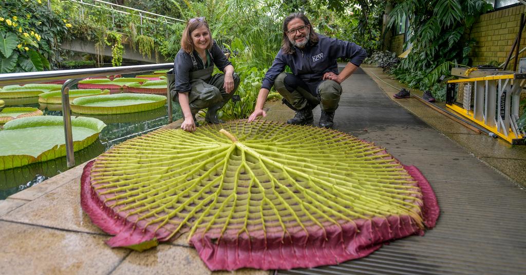 Largest Water Lily in the World Discovered in Bolivia and Kew Gardens