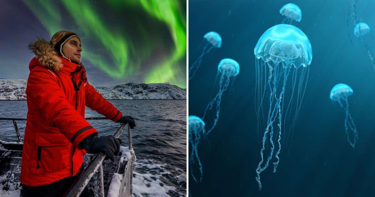 (L) Scientist in a boat in Arctic Ocean under Northern Lights, (R) Jellyfish glowing in ocean (Representative Cover Image Source: Getty Images | (L) Anton Petrus, (R) Rost 9D)