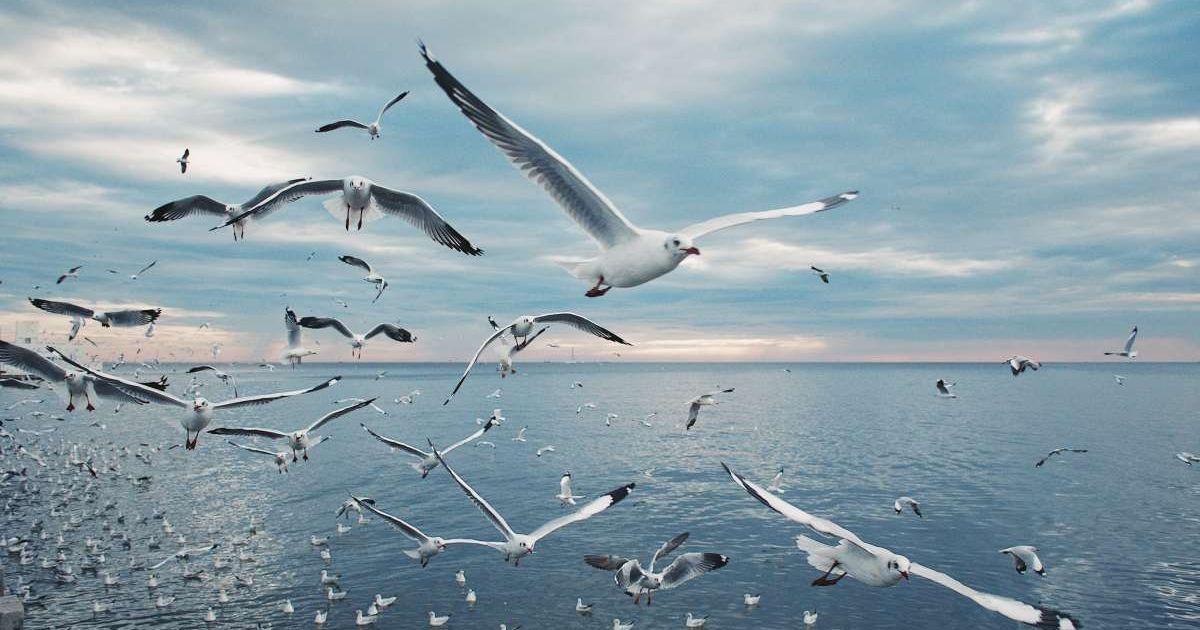 Scenic view of seagulls flying above sea (Representative Cover Image Source: Getty Images | Photo by 	sakchai vongsasiripat)