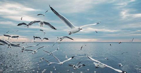 Scenic view of seagulls flying above sea (Representative Cover Image Source: Getty Images | Photo by sakchai vongsasiripat)