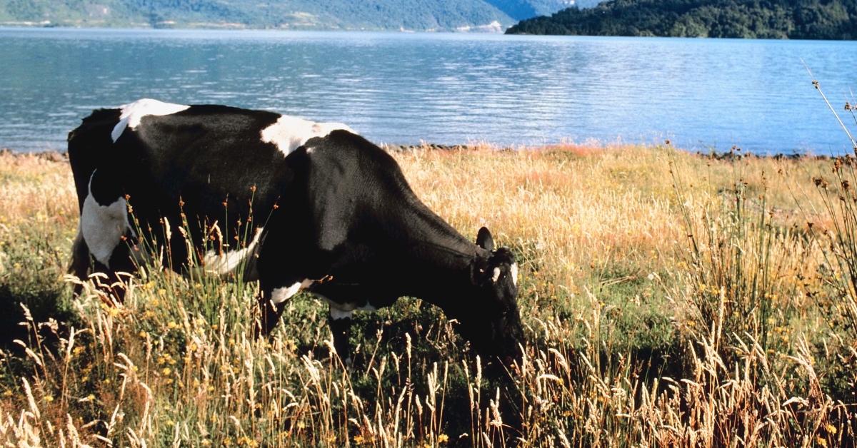 A cow grazes by the water.