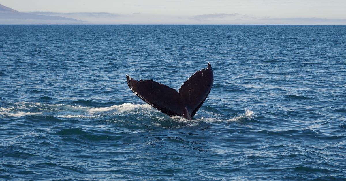 Tail of a killer whale swimming in the ocean. 