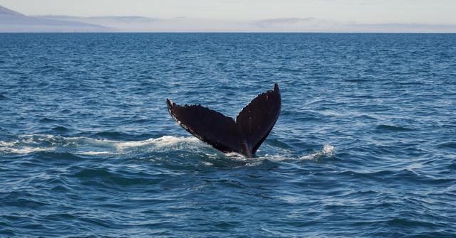 Killer Whale Hunts and Eats a Great White Shark — Details