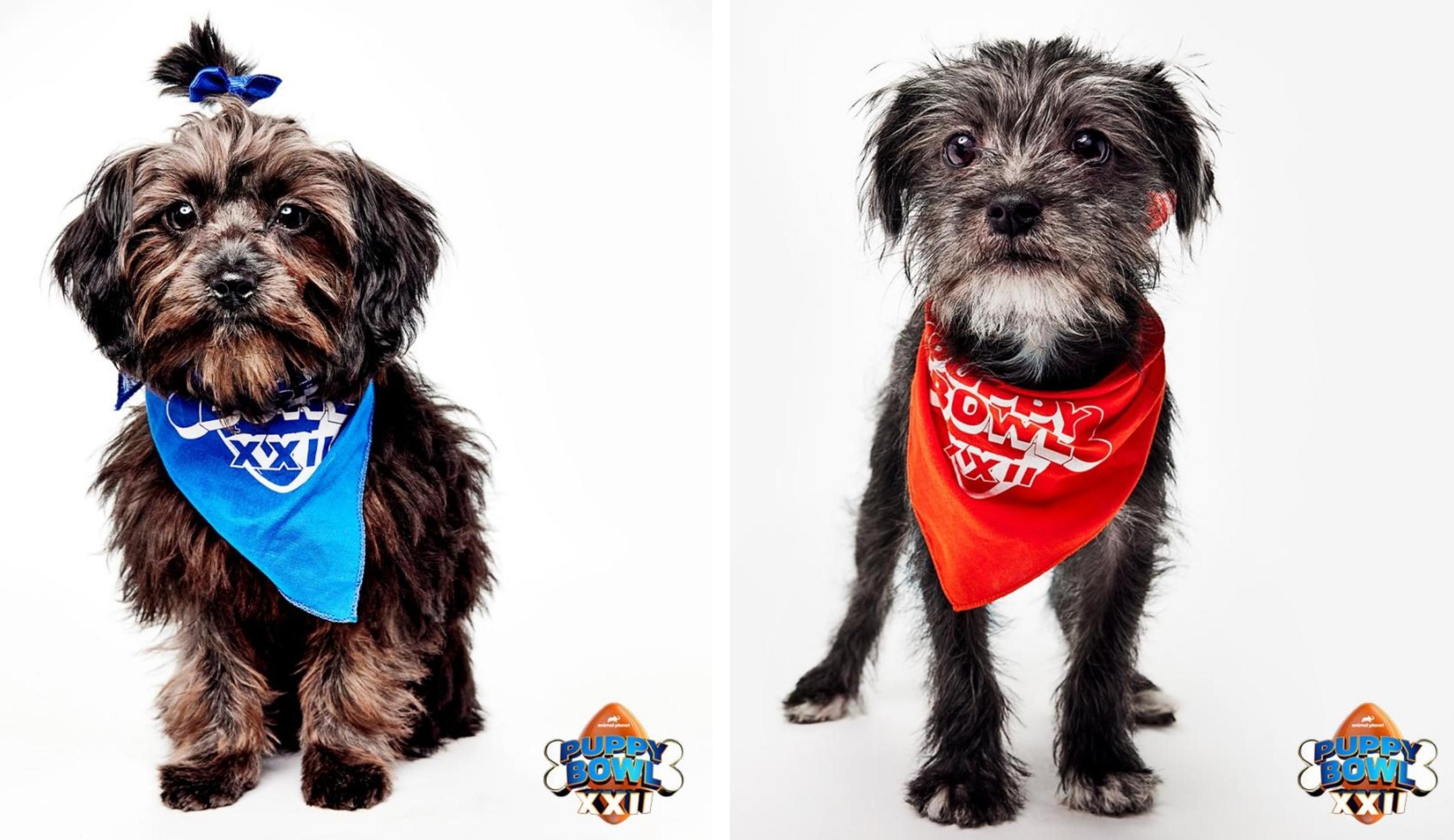 Two adoptable dogs from Team Ruff and Team Fluff are pictured.