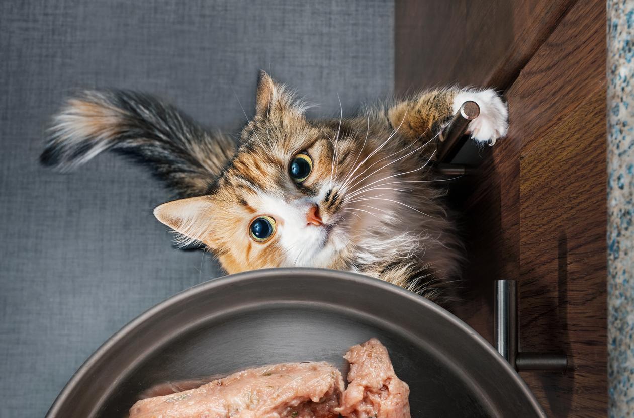 A cat stares up at a frying pan with meat inside of it while on its hind legs in the kitchen.