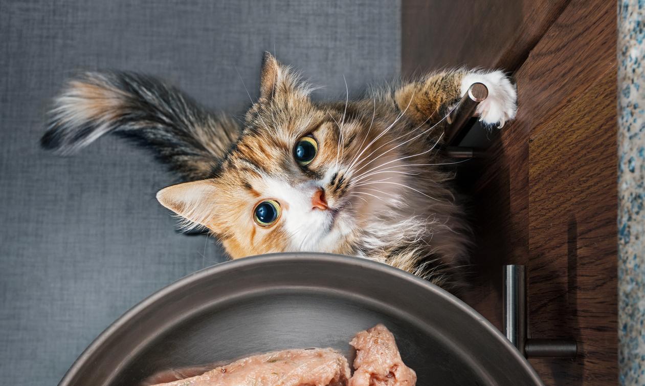 Can Cats Eat Bacon? A Deep Dive Into This Controversial Food