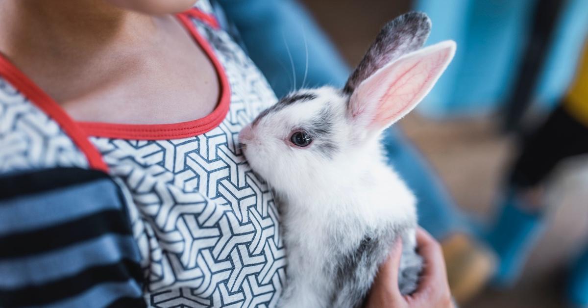 Person holding a white and black rabbit