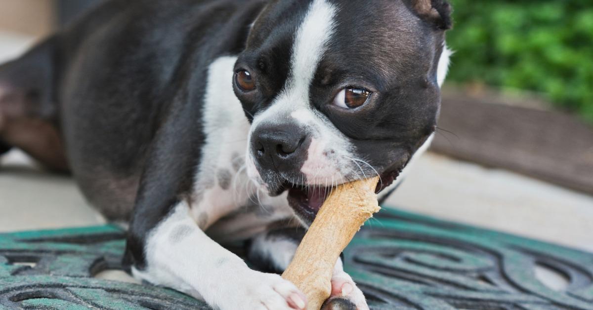 can puppies have carrots to chew