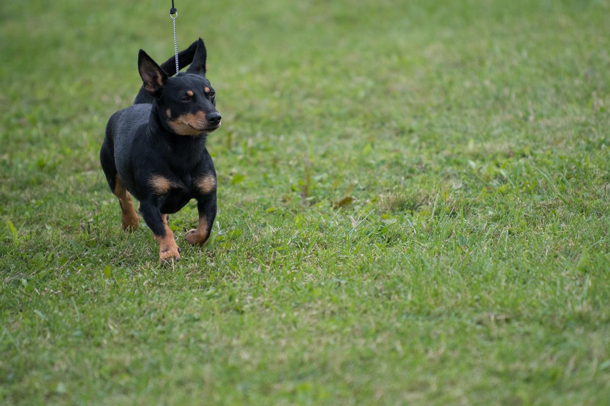 A Lancashire heeler with its ears perked up walks on a leash in a lush green field.