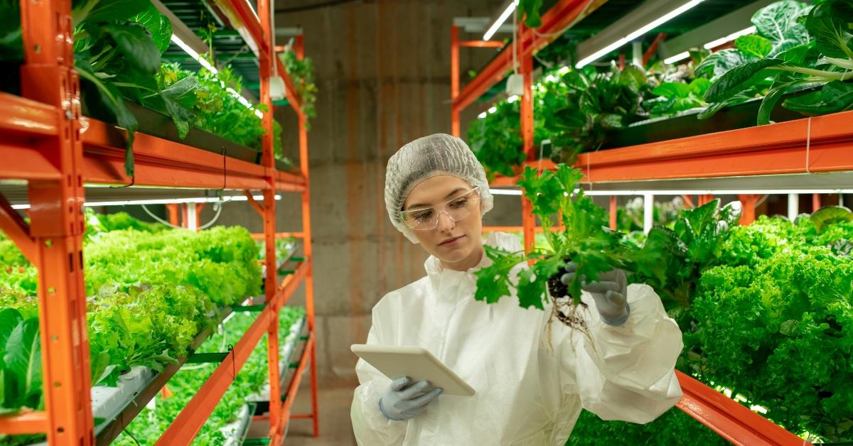 Employee checks produce at a vertical farm company.